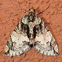 Black-Dashed Hydriomena - Hodges#7235 - photo 3