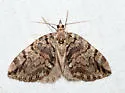 Black-Dashed Hydriomena - Hodges#7235 - photo 4