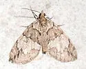 Black-Dashed Hydriomena - Hodges#7235 - photo 5