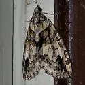 Hydriomena edenata - Hodges#7232 - photo 2
