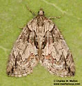 Hydriomena edenata - Hodges#7232 - photo 4