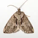 Hydriomena edenata - Hodges#7232 - photo 5