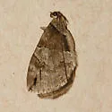 Hydriomena exculpata - Hodges#7223 - photo 2