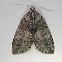 Hydriomena expurgata - Hodges#7224 - Hydriomena expurgata