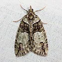 Hydriomena expurgata - Hodges#7224 - photo 2