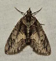 Hydriomena expurgata - Hodges#7224 - photo 3