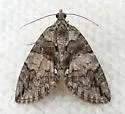 Hydriomena expurgata - Hodges#7224 - photo 4