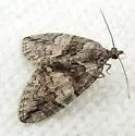 Hydriomena expurgata - Hodges#7224 - photo 5