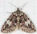 Hydriomena irata - Hodges#7228 - photo 2