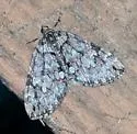 Hydriomena irata - Hodges#7228 - photo 3