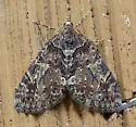 Hydriomena irata - Hodges#7228 - photo 4