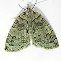 Hydriomena macdunnoughi - Hodges#7255 - photo 2