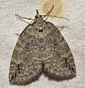 Hydriomena macdunnoughi - Hodges#7255 - photo 3