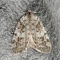 Hydriomena manzanita - Hodges#7277