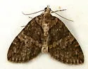 Hydriomena marinata - Hodges#7231 - photo 2