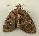 Hydriomena marinata - Hodges#7231 - photo 3