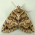 Hydriomena marinata - Hodges#7231 - photo 4