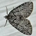 Hydriomena marinata - Hodges#7231 - photo 5