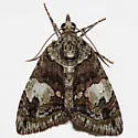 Hydriomena mississippiensis - Hodges#7252