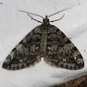 Hydriomena morosata - Hodges#7264