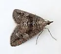 Hydriomena morosata - Hodges#7264 - photo 4