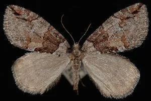Hydriomena nevadae - Hodges#7245 - photo 2