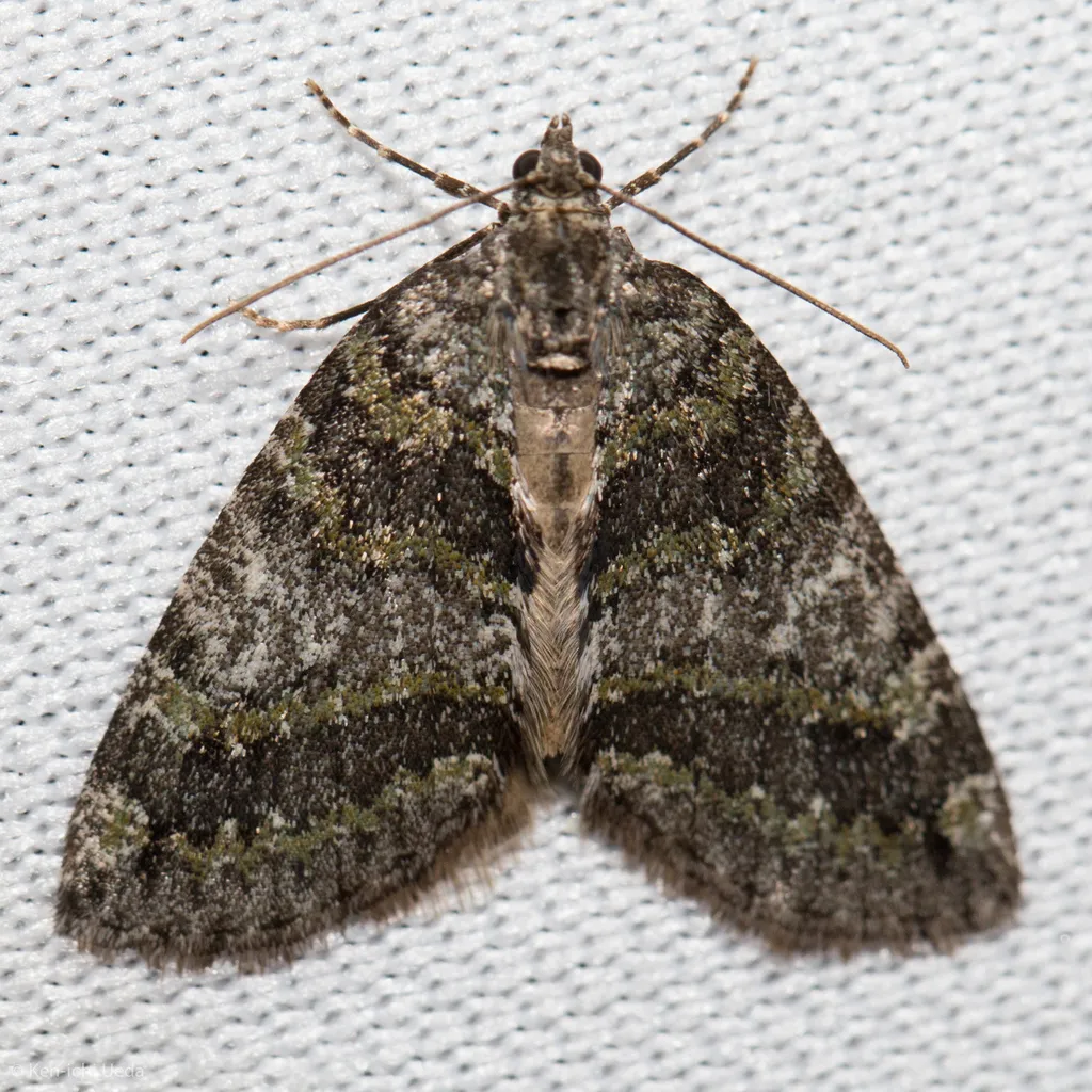 Oak Winter Highflier - Hodges#7276 - photo 2