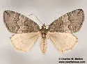 Hydriomena peratica - Hodges#7274 - photo 2