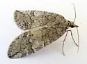 Hydriomena peratica - Hodges#7274 - photo 4