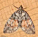 Shattered Hydriomena - Hodges#7229