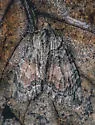 Shattered Hydriomena - Hodges#7229 - photo 2