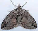 Shattered Hydriomena - Hodges#7229 - photo 3