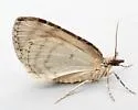 Shattered Hydriomena - Hodges#7229 - photo 4