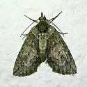 Sharp Green Hydriomena Moth - Hodges#7239 - photo 2