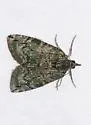 Sharp Green Hydriomena Moth - Hodges#7239 - photo 3