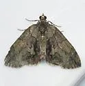 Sharp Green Hydriomena Moth - Hodges#7239 - photo 4