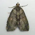 Sharp Green Hydriomena Moth - Hodges#7239 - photo 5
