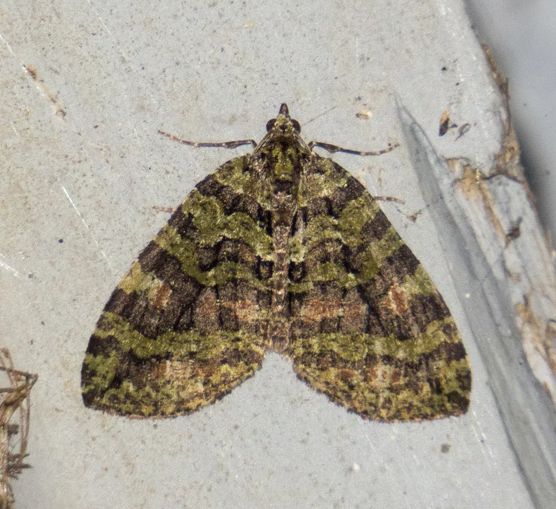 Hydriomena quinquefasciata - Hodges#7258 - photo 2