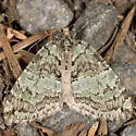 Renounced Hydriomena - Hodges#7236 - Hydriomena renunciata