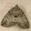 Renounced Hydriomena - Hodges#7236 - photo 2