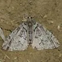Renounced Hydriomena - Hodges#7236 - photo 3