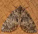 Renounced Hydriomena - Hodges#7236 - photo 4