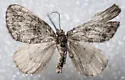 Renounced Hydriomena - Hodges#7236 - photo 5