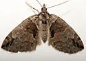 Hydriomena sierrae - Hodges#7244 - Hydriomena sierrae