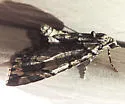 Transfigured Hydriomena - Hodges#7237 - photo 2