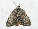 Transfigured Hydriomena - Hodges#7237 - photo 3