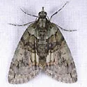Transfigured Hydriomena - Hodges#7237 - photo 4