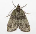 Transfigured Hydriomena - Hodges#7237 - photo 5