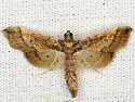 Ornate Hydriris Moth - Hodges#5127 - photo 2