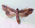 Ornate Hydriris Moth - Hodges#5127 - photo 3